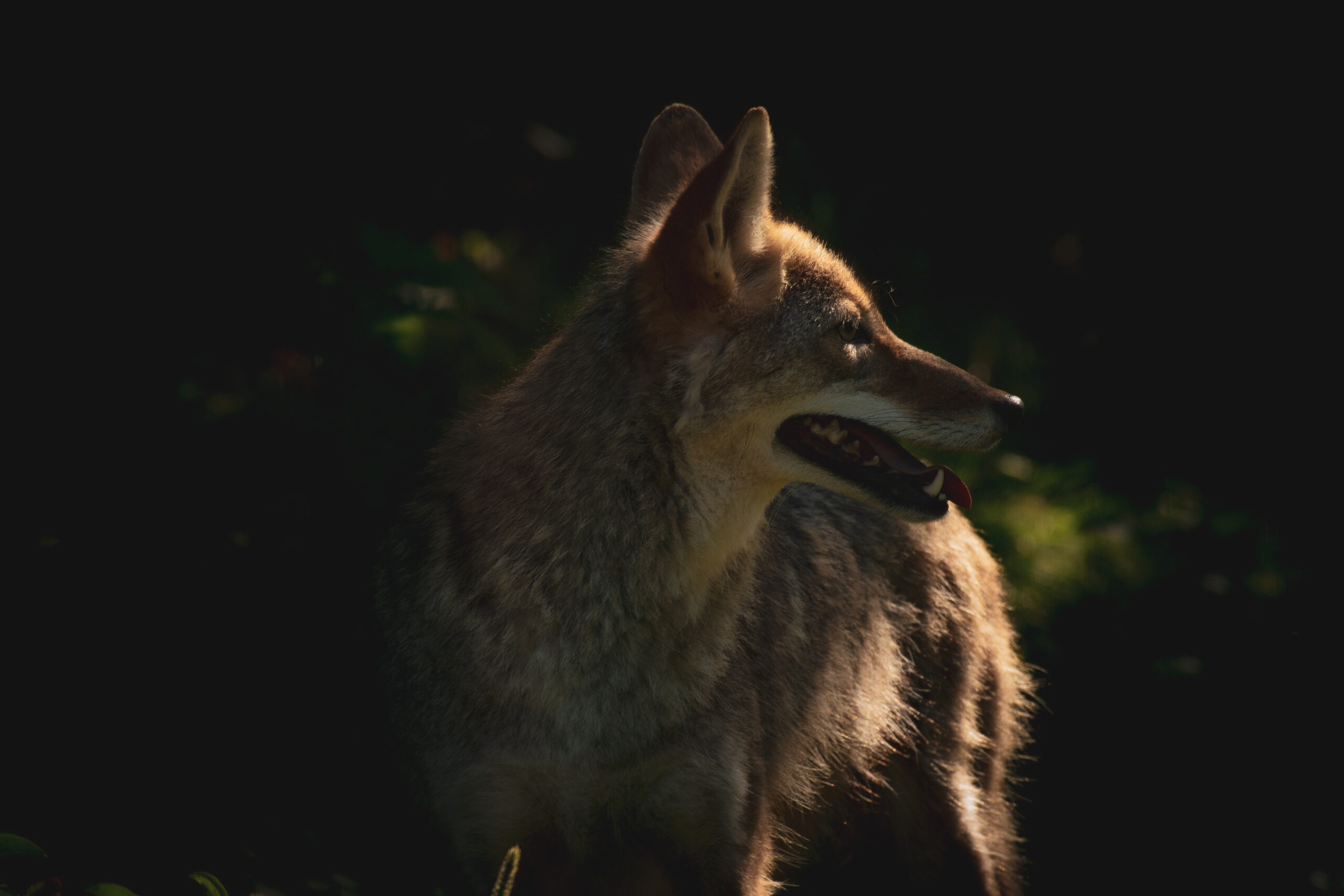 coyote