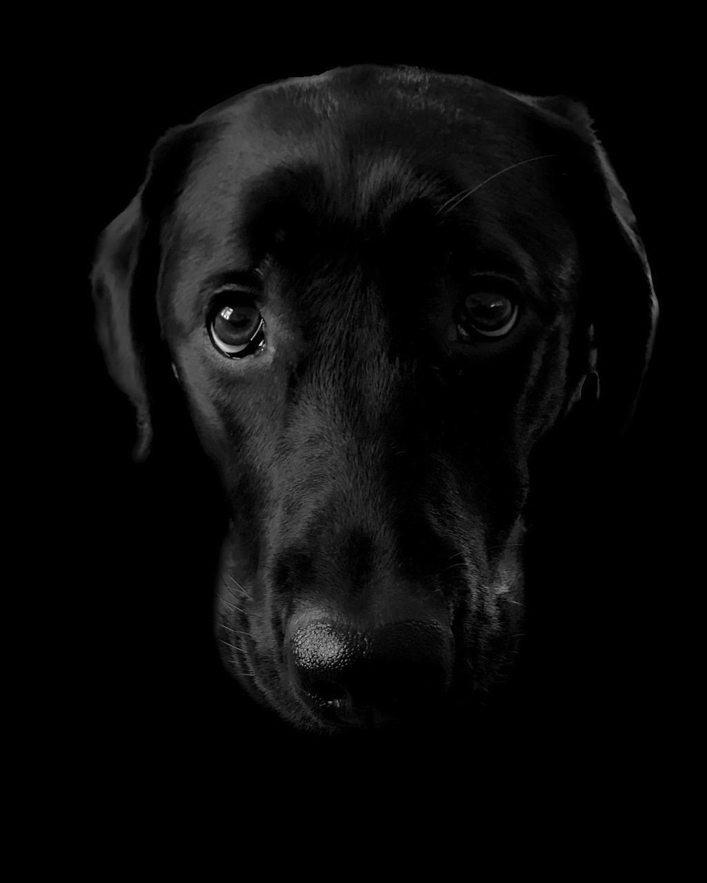 labrador, dog, pet