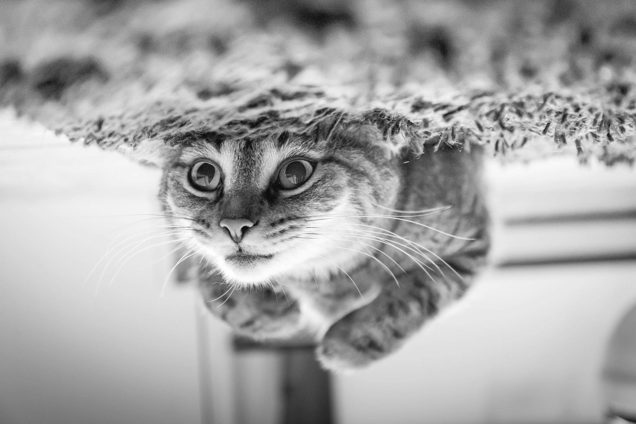 Adorable tabby kitten looking upside down, creating a playful and intriguing portrait.