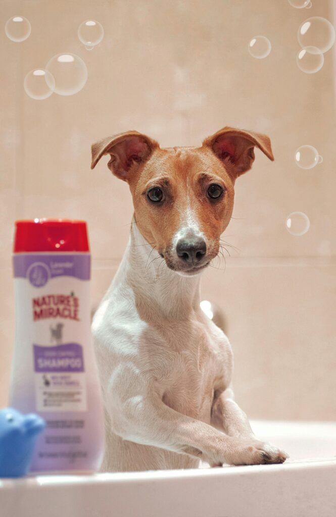 pexels-photo-12943750-12943750 Cute dog in bathtub with bubbles and shampoo, perfect for pet care themes.
