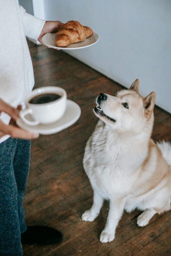 pexels-photo-5749808-5749808-1 From above of Akita Inu sitting on floor and looking at plate with croissant in hand of man in apartment